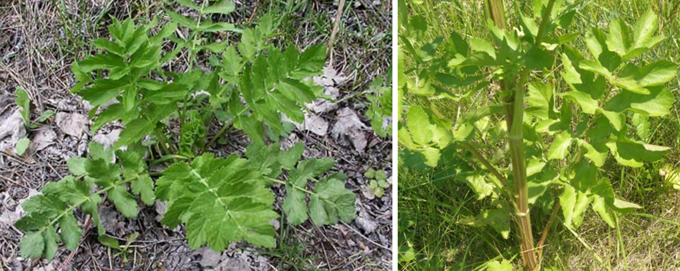 Example images of wild parsnip at various stages.